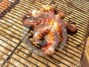 Grilling octopus over coals