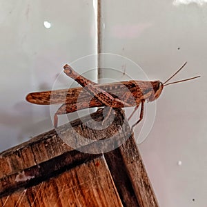 Grillo sobre esquina de madera insectos en casa photo
