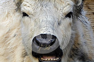 Grim cow with black muzzle and white fur. Angry looking bull chewing the cud. Angry cow bull face to face right into the camera .