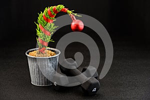 Grinch Christmas tree, Lemon Cypress tree, wrapped in red ribbon with a red ball ornament on the top, holiday fitness with a pair