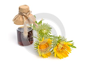 Grindelia squarrosa, also known as a curly-top gumweed or curlycup gumweed