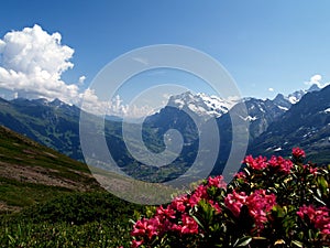 Grindelwald photo