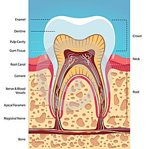 Grinder tooth, gum, scull structure cross section