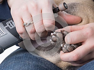 Grinding dogs toenails photo