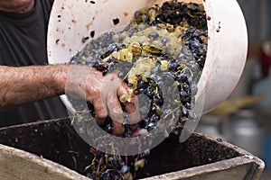 Grinding grapes in a special juicer. Harvest home.