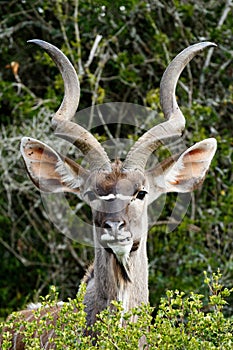 Grinding Your Teeth - Greater Kudu - Tragelaphus strepsiceros