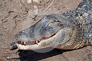 Grinning American Alligator - A. mississippiensis - sunning beside Florida pond.