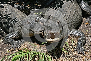 Grinning American Alligators - A. mississippiensis - sunning by Florida pond.