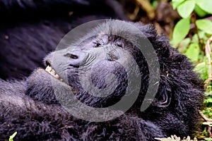 Grinning face of a contented female gorilla