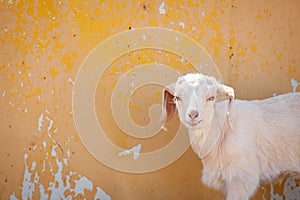 A grinning goat