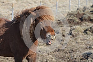 Grinning Icelandic Horse in Iceland