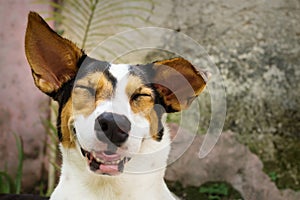 Grinning laughing dog with closed eyes lying in natural garden