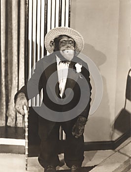 Grinning monkey in tuxedo