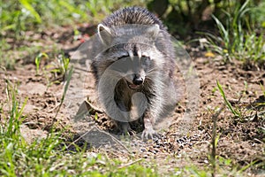 Grinning Raccoon Closeup Eating Seed on Ground Low POV
