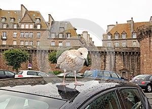 Grisard, young gull landed on the roof of a car (St-Malo Brittany, France)