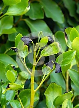 Griselinia littoralis aka Kapuka, New Zealand broadleaf or Papauma. Hedge plant. Black leaf tips probably due to frost