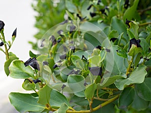 Griselinia littoralis aka Kapuka, New Zealand broadleaf or Papauma. Hedge plant. Black leaf tips probably due to frost