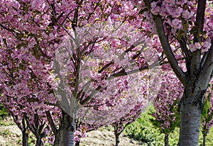 Grishko Botanical Garden, Ukraine, Kyiv. Alley with blossoming Sakura