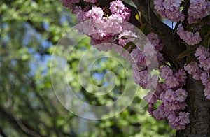 Grishko Botanical Garden, Ukraine, Kyiv. Alley with blossoming Sakura