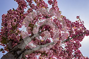 Grishko Botanical Garden, Ukraine, Kyiv. Alley with blossoming Sakura