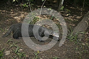 Grison, Huron or bushdog, Galictis vittata