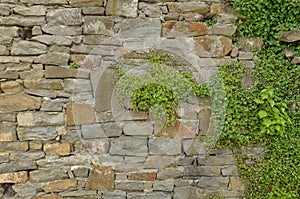 Grit stone wall and blooming green ivy