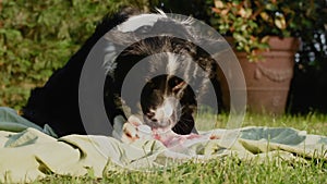 A gritty border collie puppy dog â€‹â€‹eagerly tears the skin off the bone