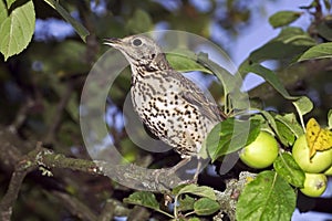 GRIVE DRAINE turdus viscivorus