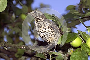 GRIVE DRAINE turdus viscivorus