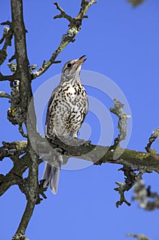 GRIVE DRAINE turdus viscivorus