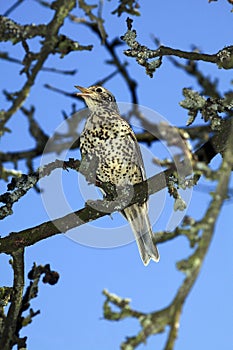 GRIVE DRAINE turdus viscivorus