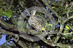 GRIVE DRAINE turdus viscivorus