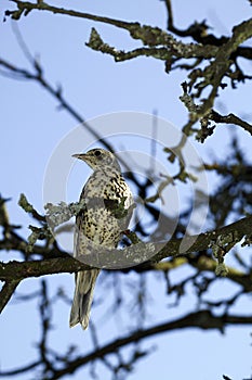 GRIVE DRAINE turdus viscivorus