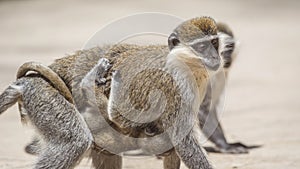 Grivet Monkey Carrying Baby