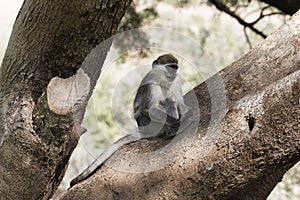 Grivet monkey, Chlorocebus aethiops, on a tree, in Ethiopia