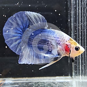 Grizzle Betta Fish From south Thailand