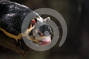 Grizzled Giant Squirrel