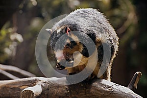 Grizzled Giant Squirrel