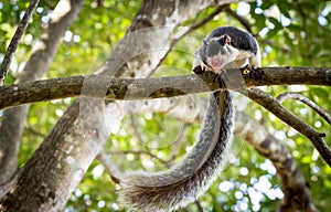 Grizzled Giant Squirrel