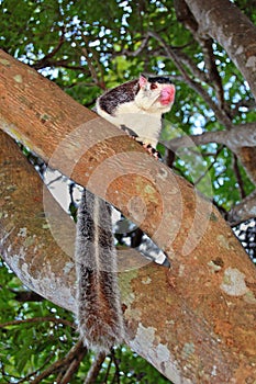 Grizzled Giant Squirrel