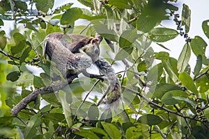 Grizzled giant squirrel in Mynneriya national park,Sri Lanka