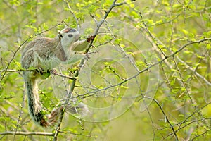 Grizzled giant squirrel, Ratufa macroura, in the nature habitat. Big squirrel sitting on thorny shrub. Beautiful fur coat animal f