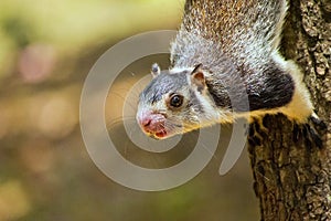 Grizzled Giant Squirrel, Udawalawe National Park, Sri Lanka photo