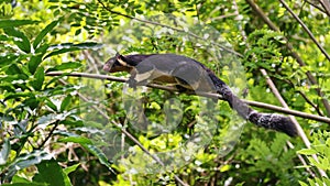 Grizzled giant squirrel from Sri Lanka