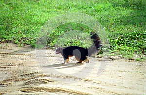 Grizzled giant squirrel, Yala West National Park, Sri Lanka