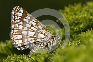 Grizzled skipper