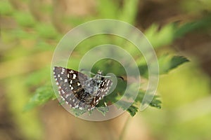 Grizzled skipper butterfly