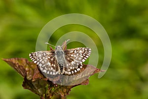 Tiny Grizzled Skipper butterfly, Pyrgus malvae, with wings open
