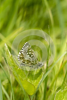 Grizzled Skipper butterfly, Pyrgus malvae, resting on a clover leaf photo
