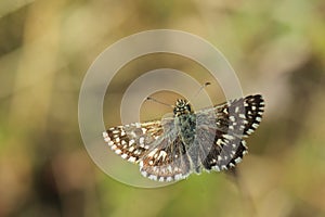 Grizzled skipper on the plant